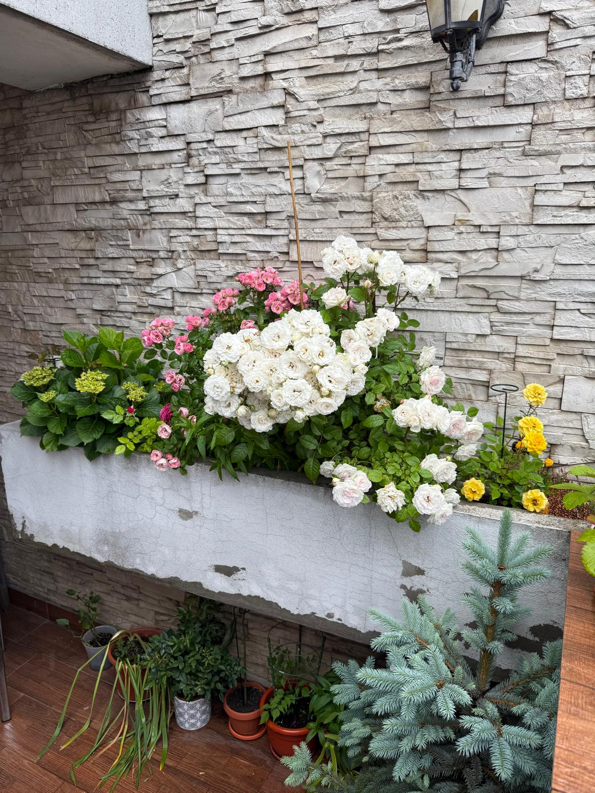 A white stone planter against a stone wall is filled with blooming white, pink, and yellow flowers. Potted plants and a small conifer are arranged on the wooden floor below. A wall lamp is visible at the top right.