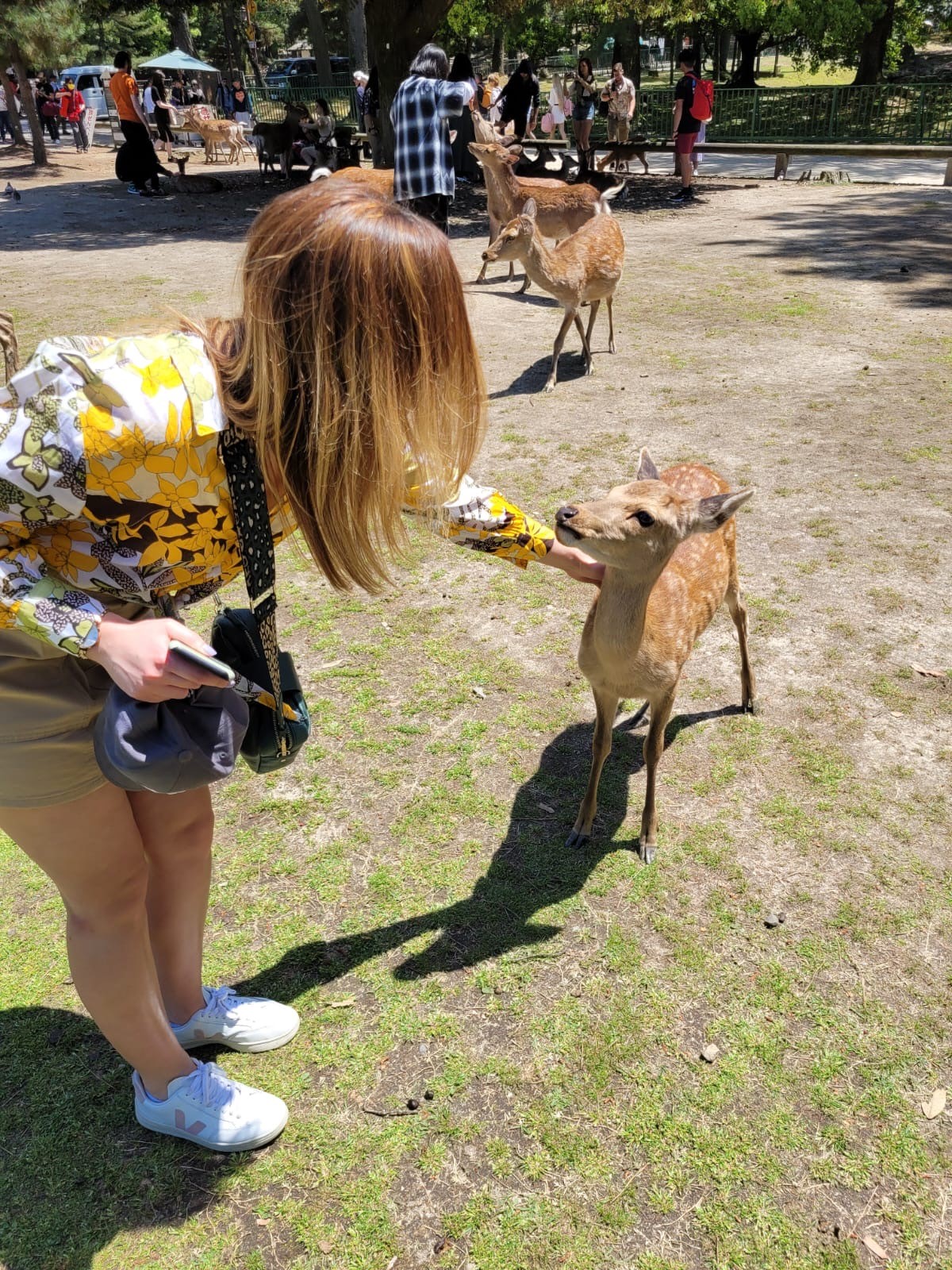A woman with light brown hair pets a small deer in a sunny park. She is wearing a yellow floral blouse, tan shorts, and white sneakers. Several other deer and people are visible in the background.