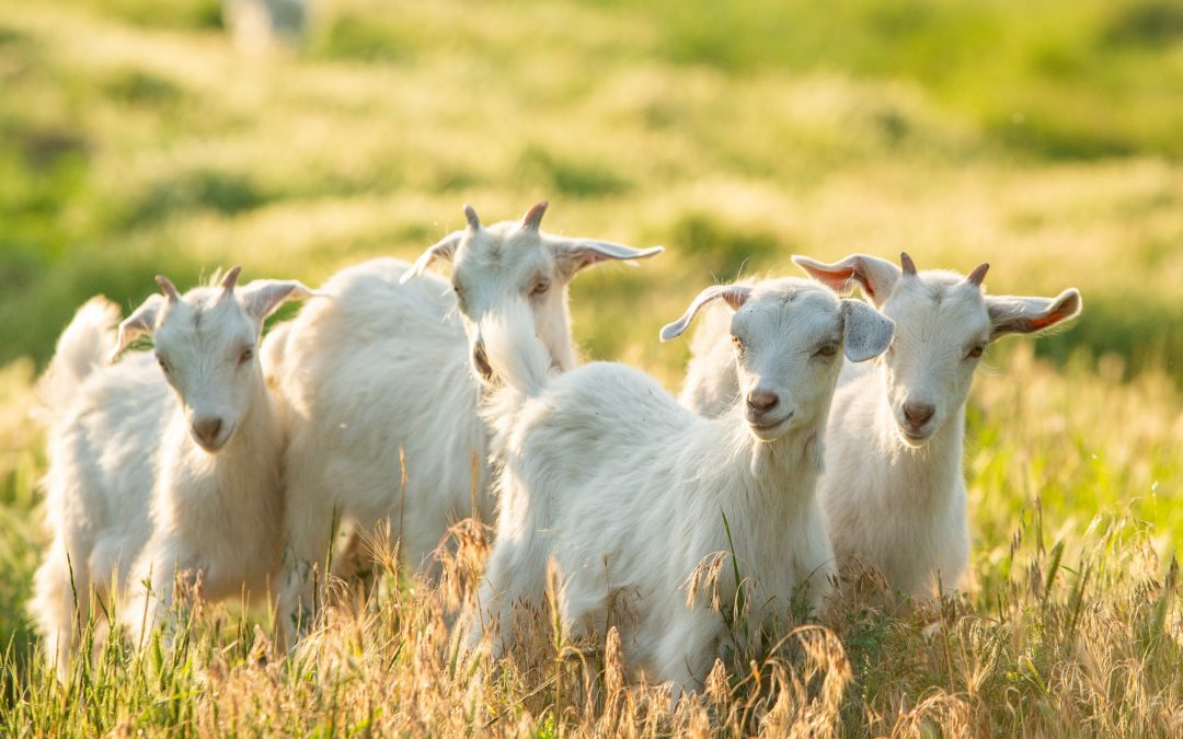 Trolls, goats and storytelling sweet spots